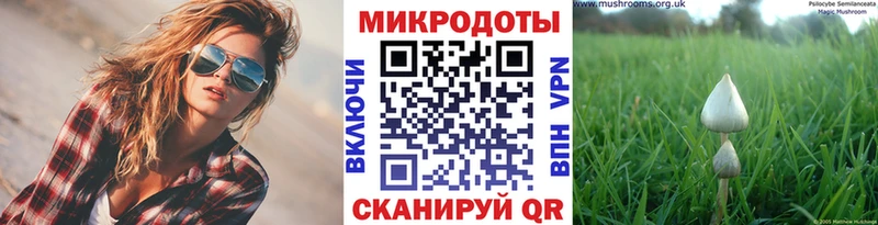 Галлюциногенные грибы Psilocybine cubensis  blacksprut   Северобайкальск 